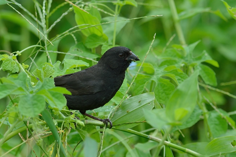 Kleine grondvink